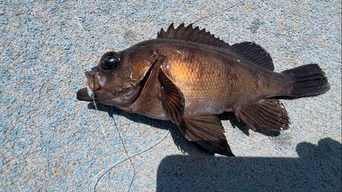 メバルの釣果