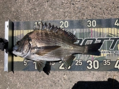 チヌの釣果