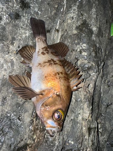 メバルの釣果