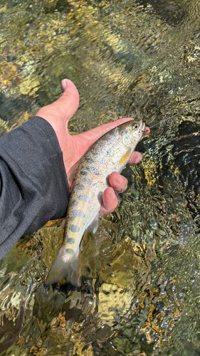 ヤマメの釣果