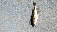 クサフグの釣果