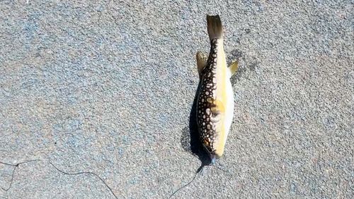 クサフグの釣果