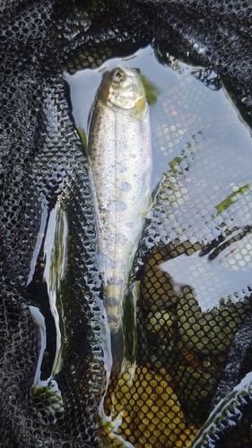 ヤマメの釣果