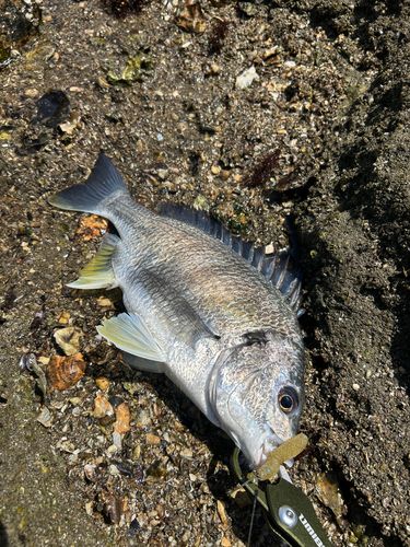 キビレの釣果