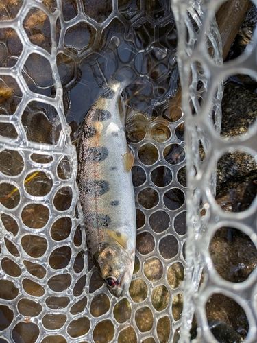 ヤマメの釣果