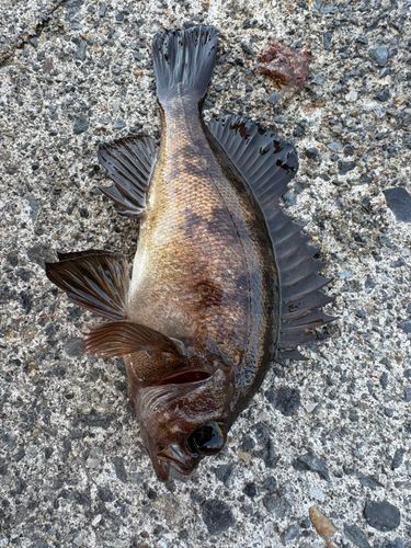 メバルの釣果