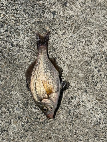 ウミタナゴの釣果