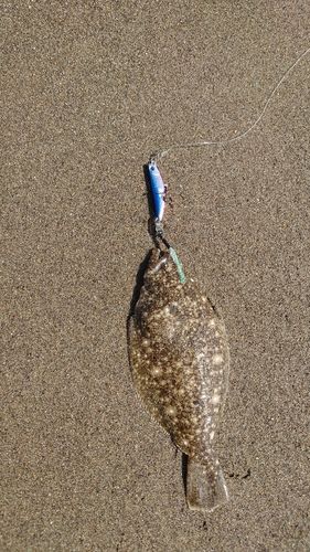 ソゲの釣果
