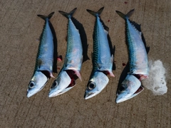 サバの釣果