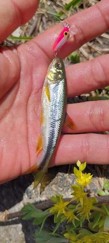 カワムツの釣果