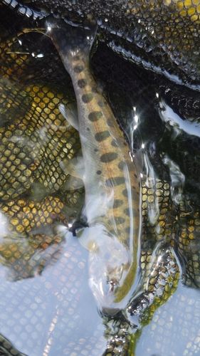 ヤマメの釣果