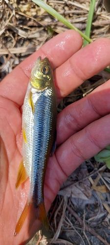 カワムツの釣果