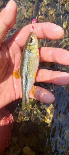 カワムツの釣果