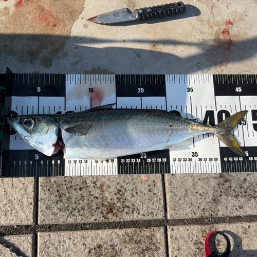 サバの釣果