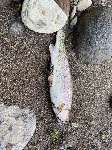 ニジマスの釣果