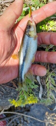 カワムツの釣果