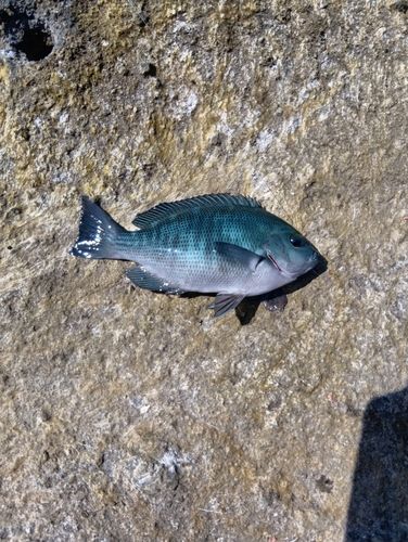 メジナの釣果