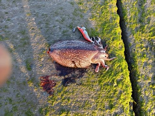シリヤケイカの釣果
