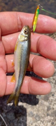 カワムツの釣果