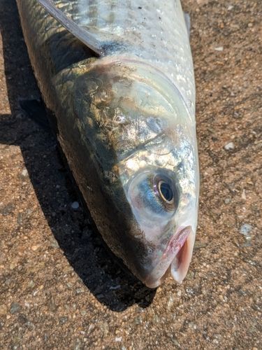 ボラの釣果