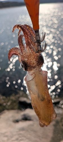 ケンサキイカの釣果
