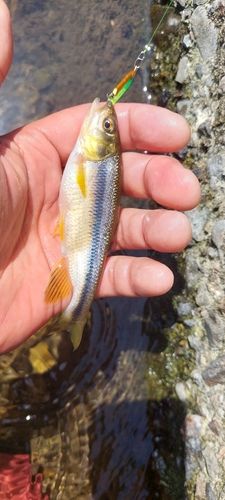 カワムツの釣果