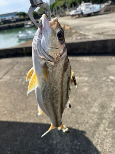 コトヒキの釣果