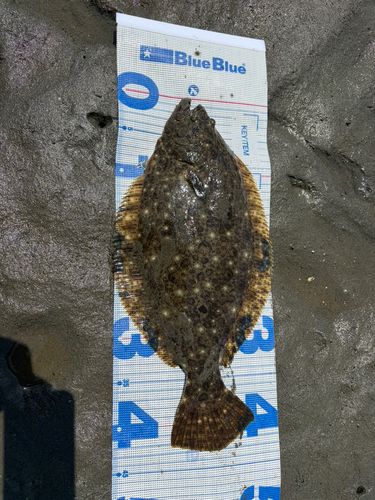 ヒラメの釣果