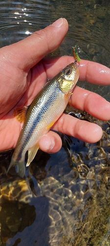 カワムツの釣果