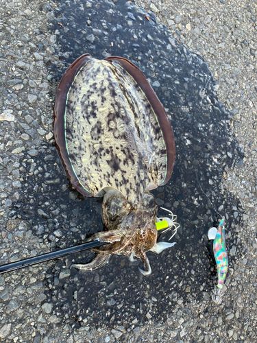 モンゴウイカの釣果