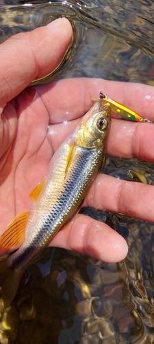 カワムツの釣果