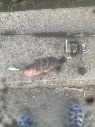 アコウの釣果