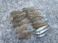 メゴチの釣果