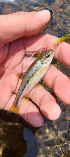 カワムツの釣果
