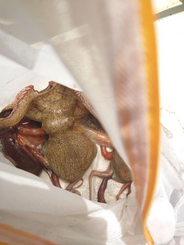 タコの釣果
