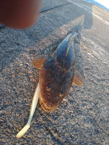 マゴチの釣果