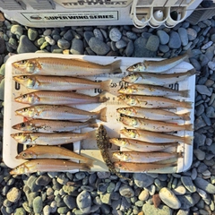 シロギスの釣果