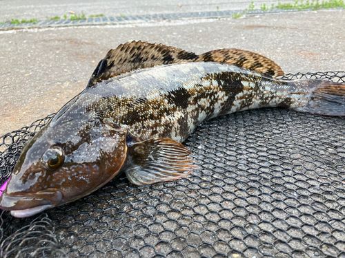 アイナメの釣果