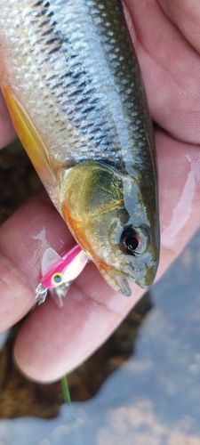 カワムツの釣果