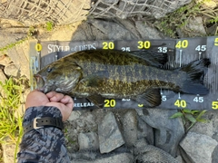 スモールマウスバスの釣果