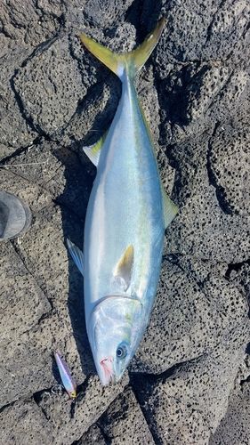 ハマチの釣果