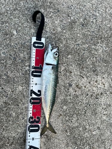 サバの釣果