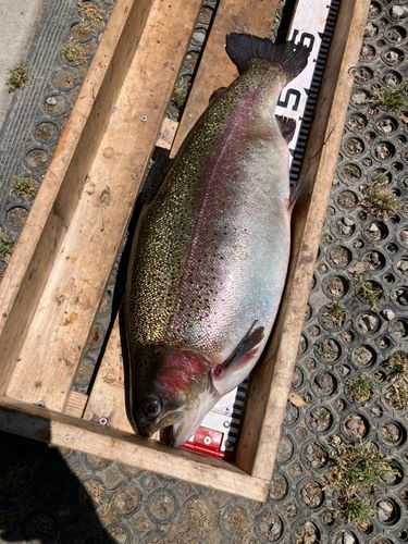 ニジマスの釣果