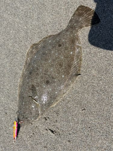 ヒラメの釣果