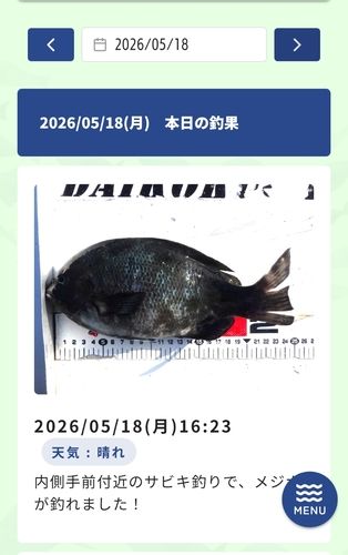 メジナの釣果