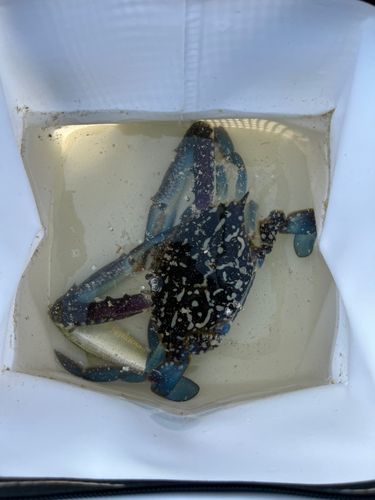 サッパの釣果
