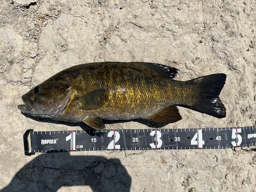スモールマウスバスの釣果