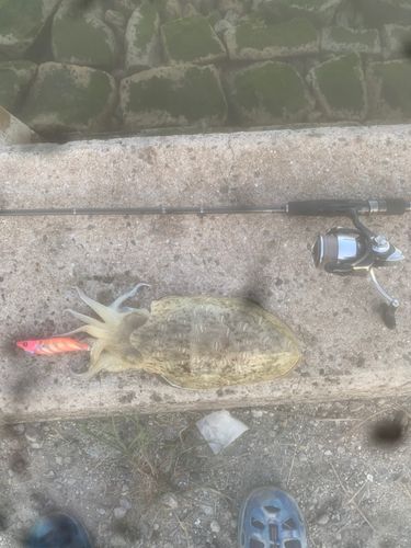 モンゴウイカの釣果