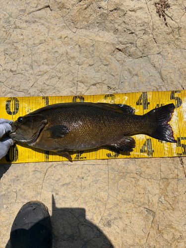 スモールマウスバスの釣果