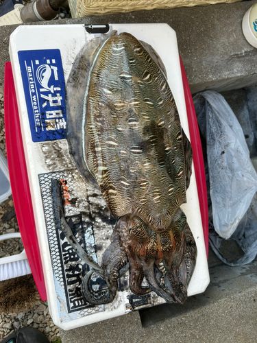 モンゴウイカの釣果